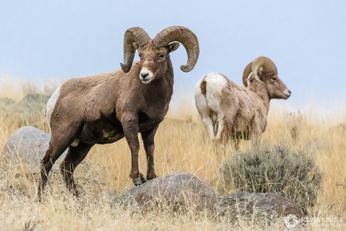 Bighorn Sheep