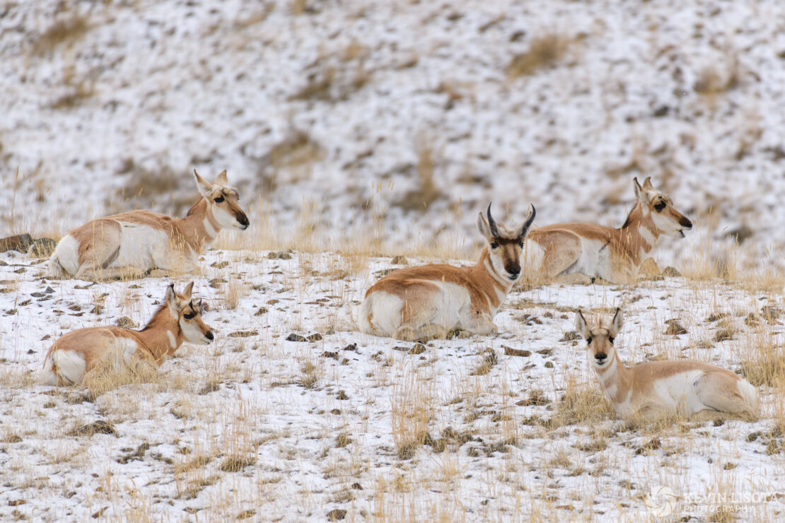 Pronghorn herd