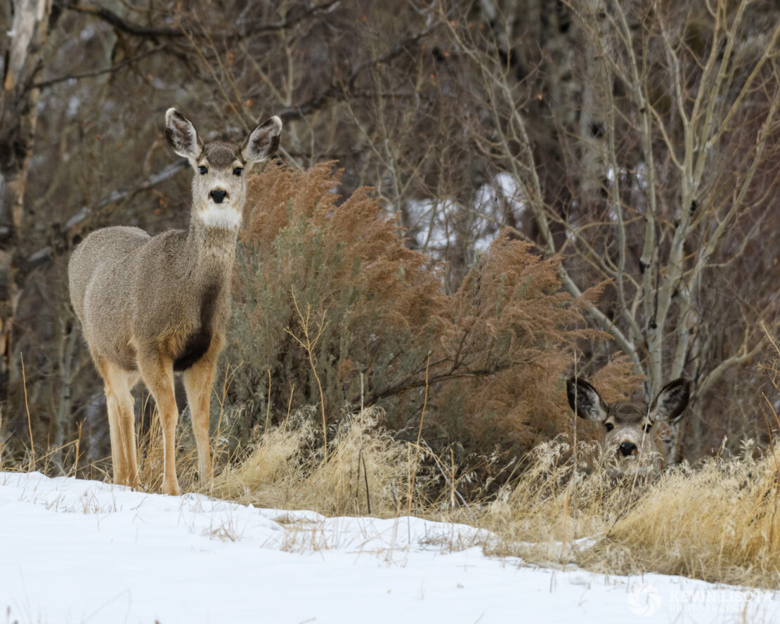 Mule Deer