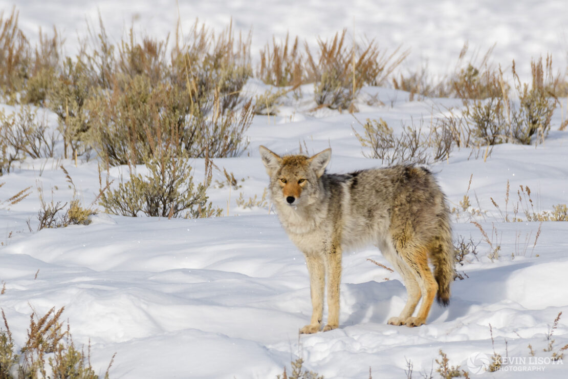 Coyote in snow