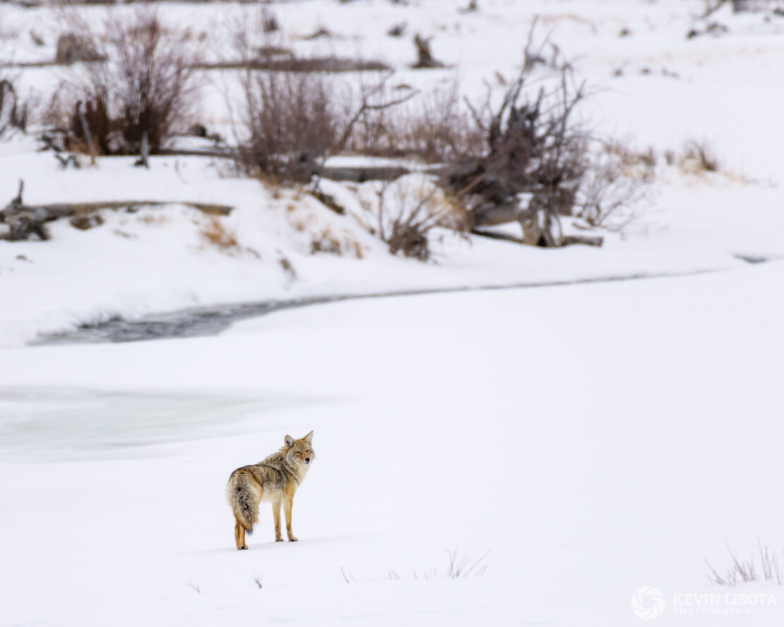 Coyote in front of Lamar River