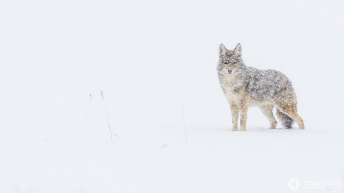 Coyote in a snow storm