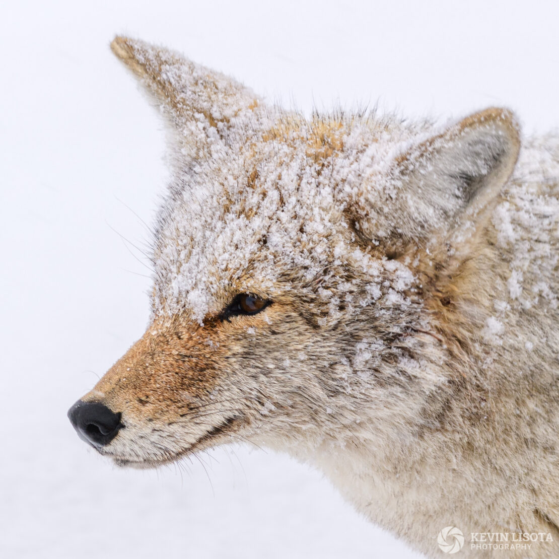 Snow-covered coyote