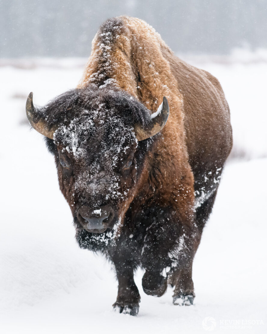 Snowy bison