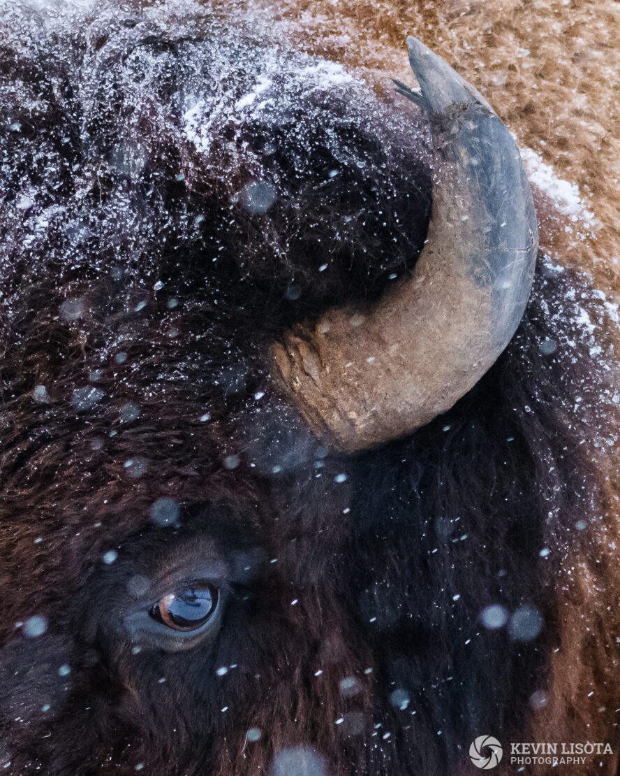 Snowy bison eye & horn