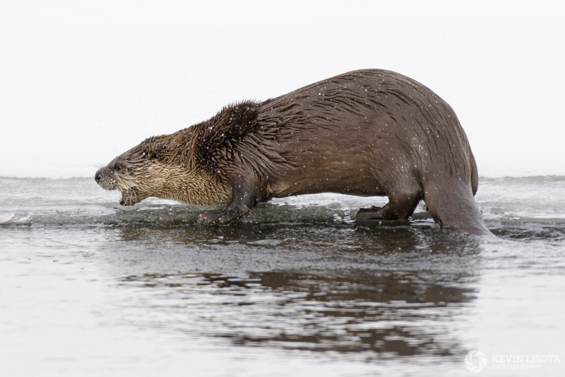 River otters at Lamar River in winter