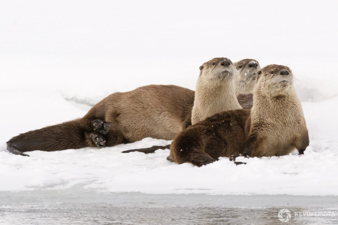 River otters at Lamar River in winter