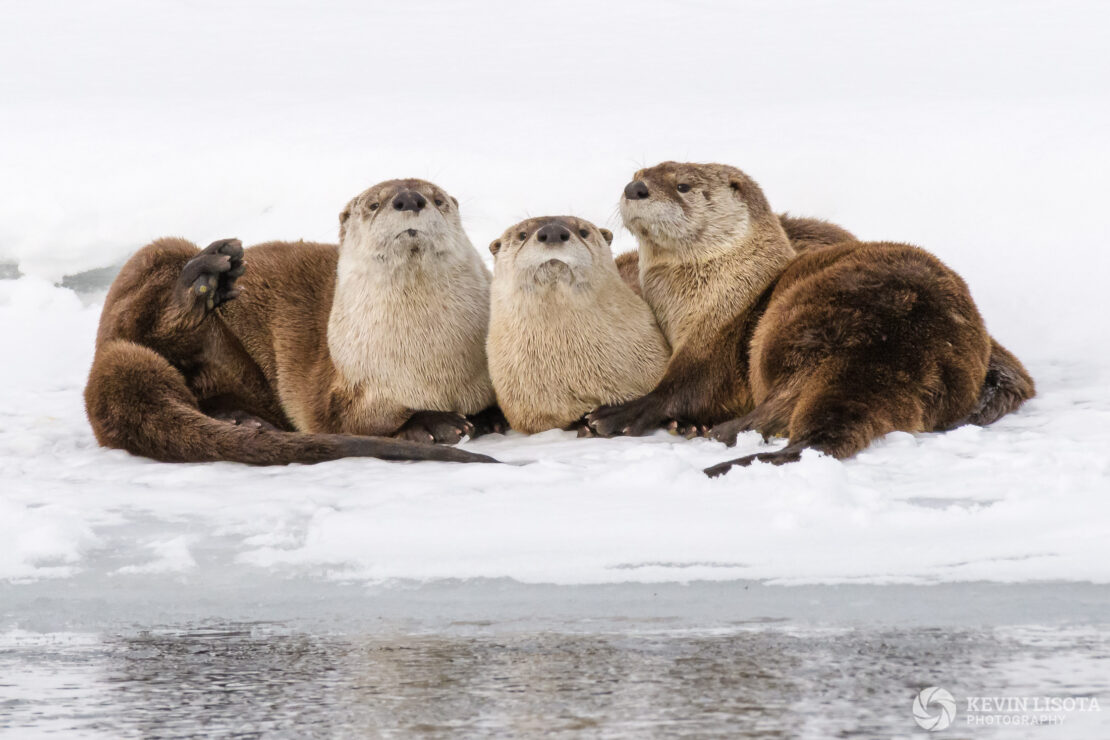 River otters at Lamar River in winter