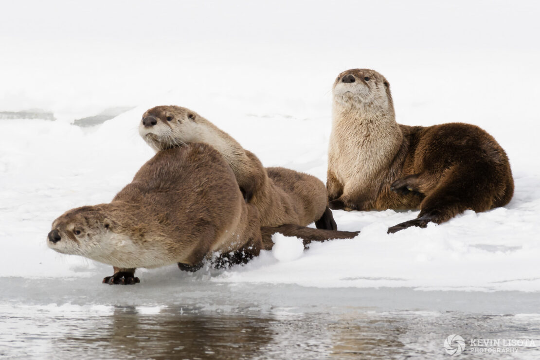 River otters at Lamar River in winter