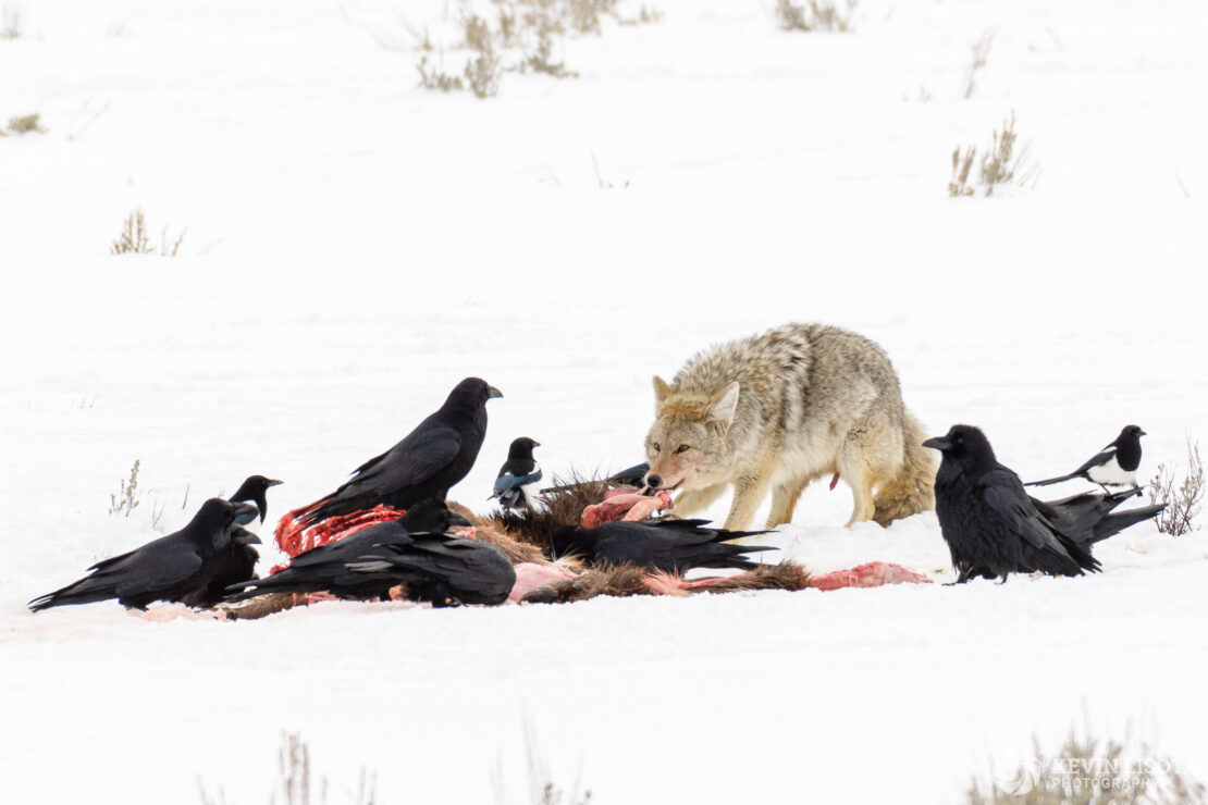 Coyote, ravens & magpies feed on carcass