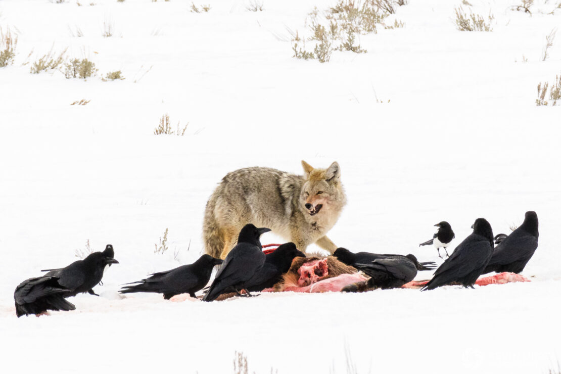 Coyote, ravens & magpies feed on carcass