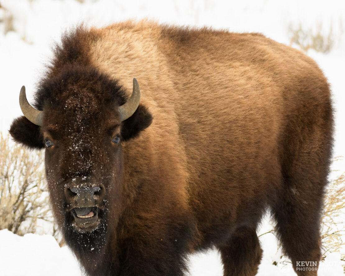 Bison with a funny expression