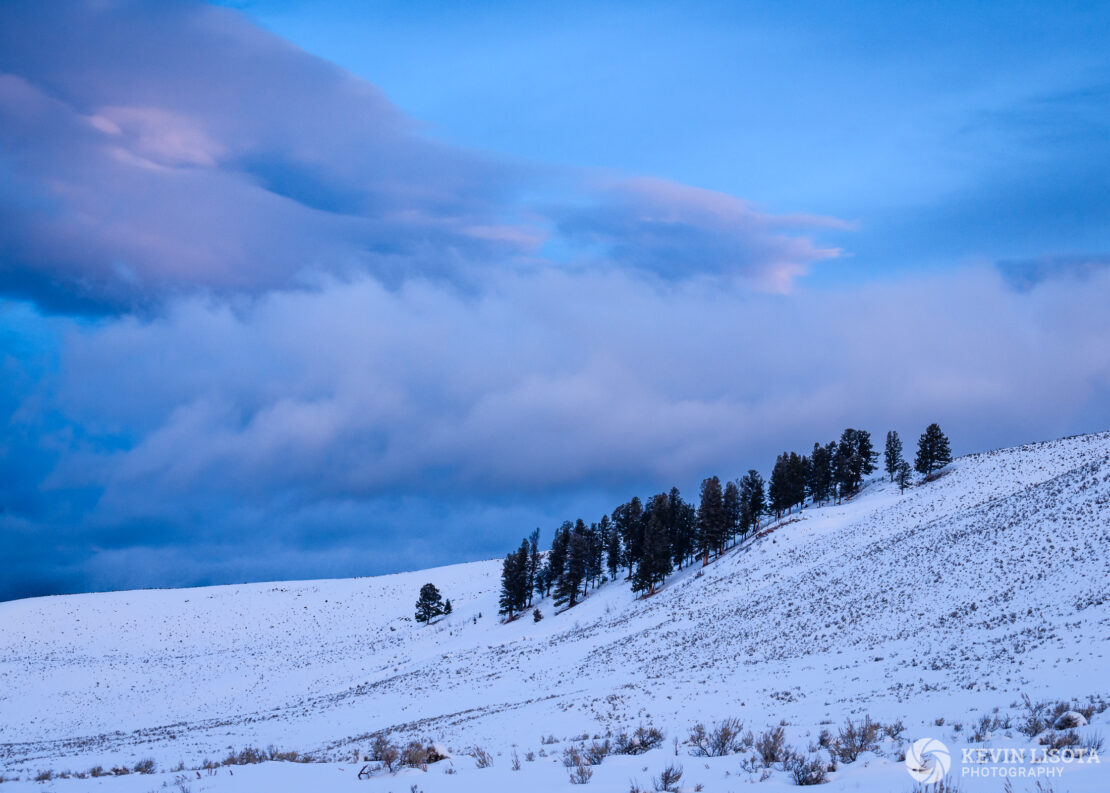 Tree line at sunrise in Yellowstone's Lamar Valley