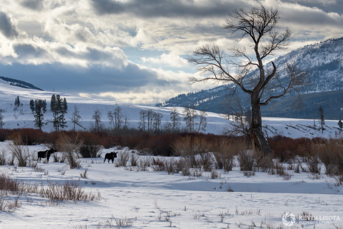 Moose feeding on willows in Yellowstone's Lamar Valley