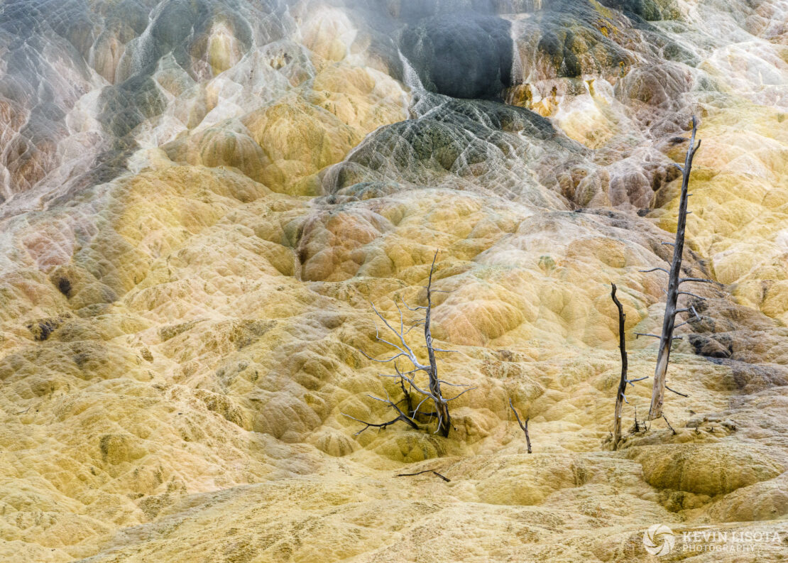 Dead trees encased in the deposits from Mammoth Hot Springs