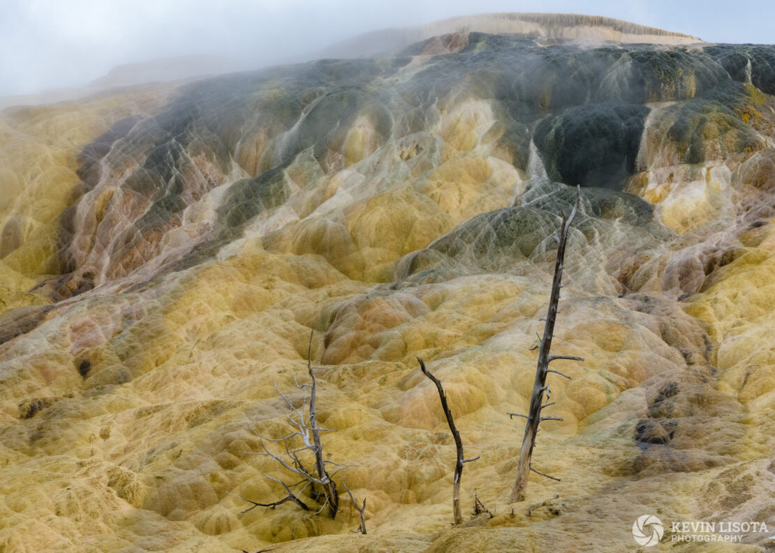 Dead trees encased in the deposits from Mammoth Hot Springs