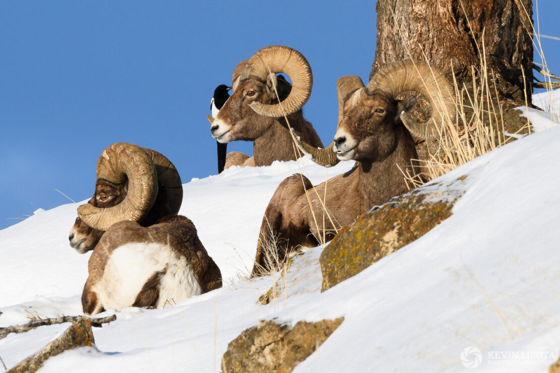 Bighorn sheep rest on a ledge with magpie