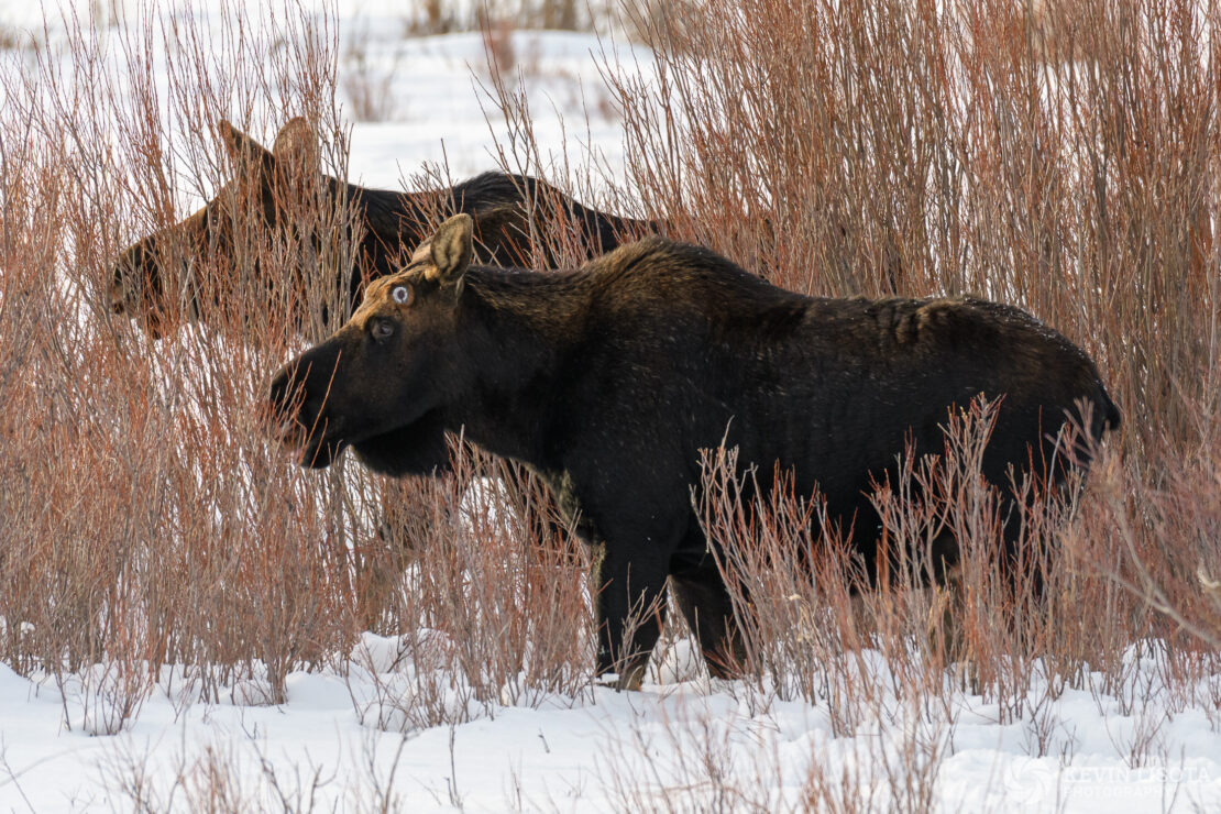 Bull moose feed on willows in Lamar Valley