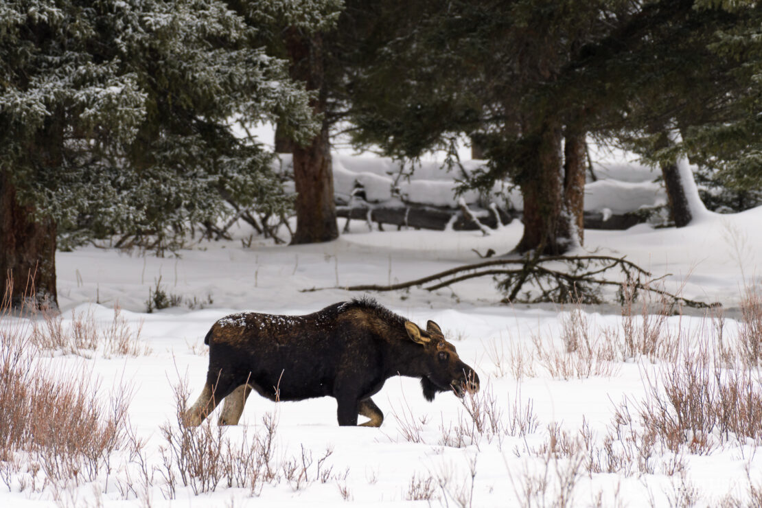 Bull moose feeds on willows in Lamar Valley