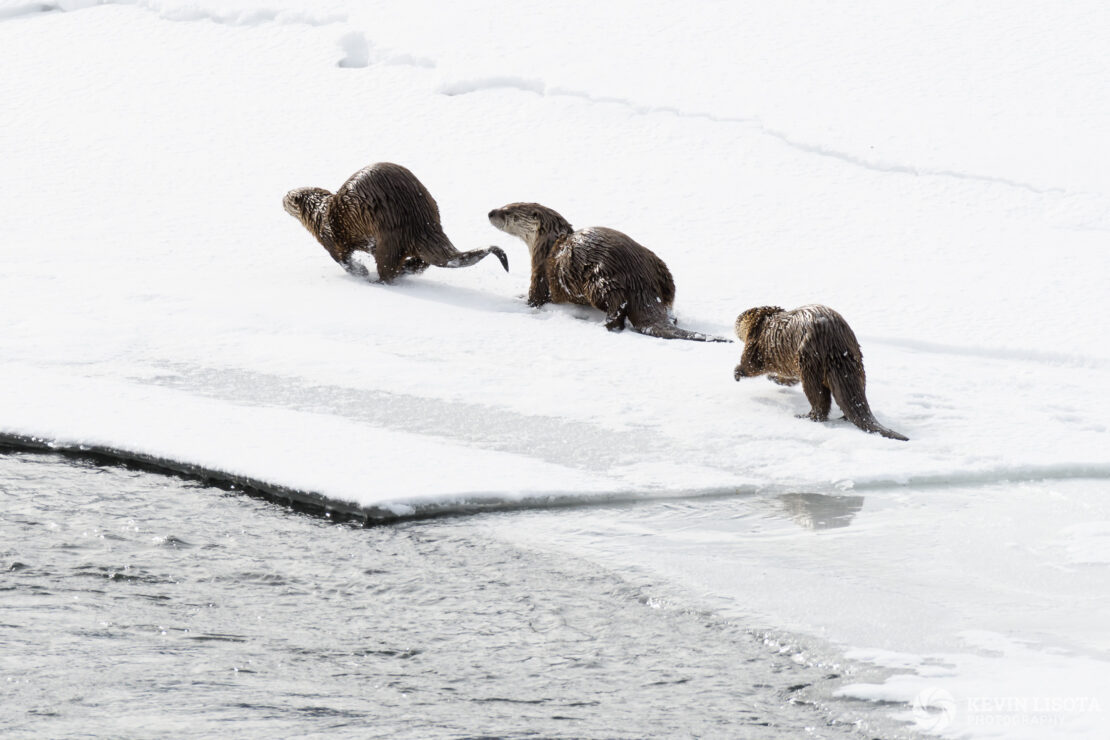 River otters at Lamar River in winter