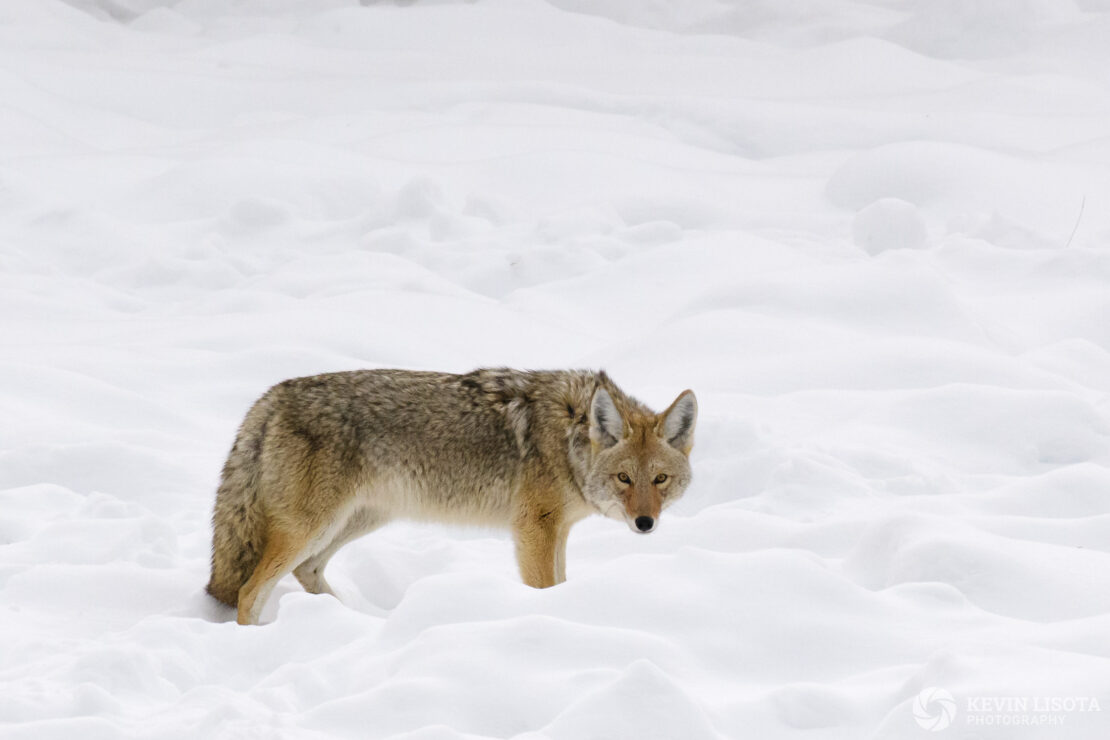 Coyote in snow near Madison Junction in Yellowstone