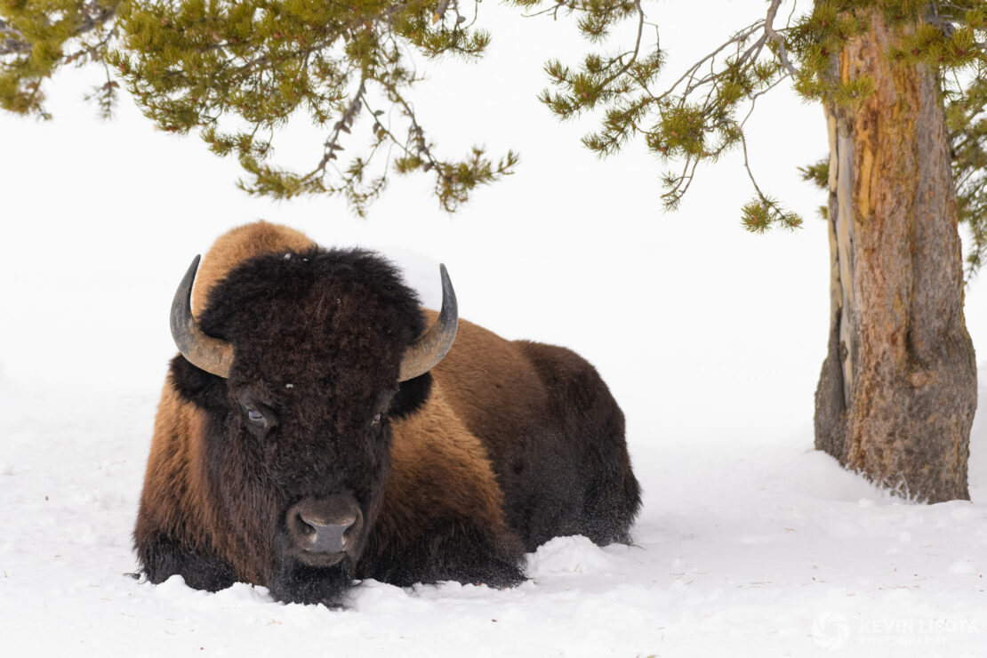 Bison lounging under tree in winter