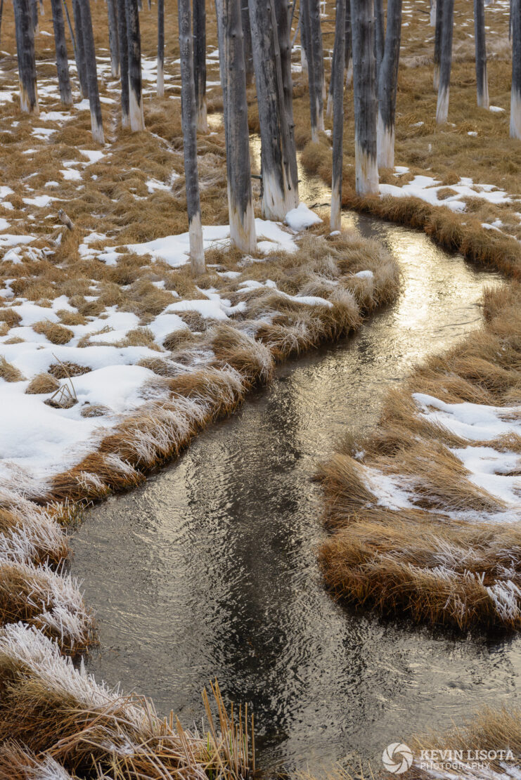 A creek runs through the Bobby Socks Trees of Yellowstone