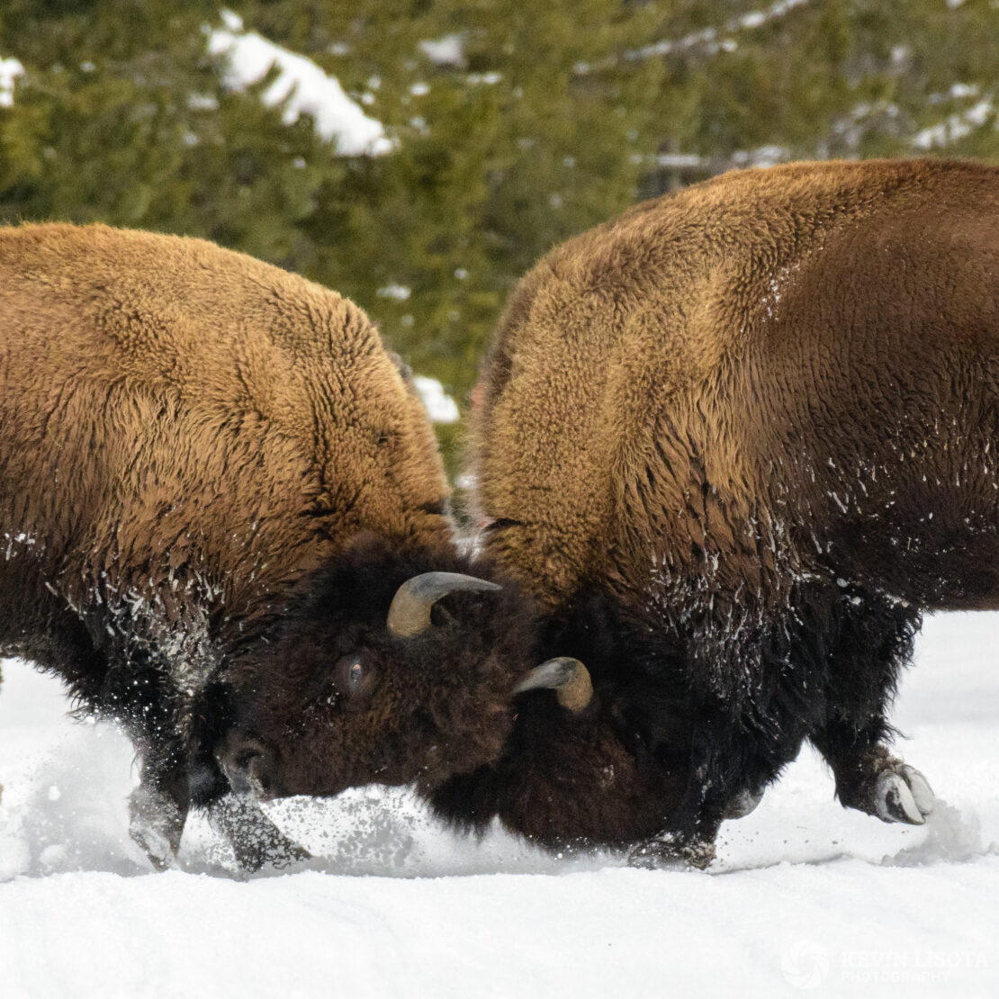 Two bison tussle in the snow