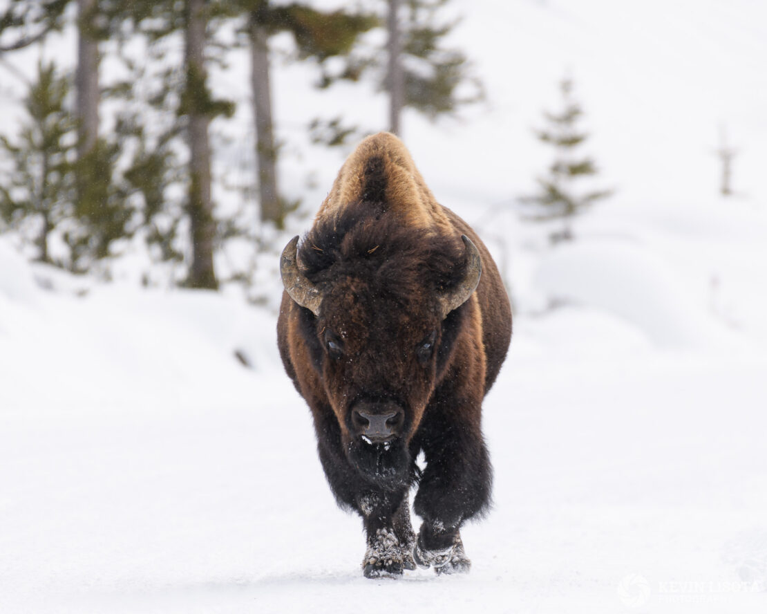 Bison walking down snowy road