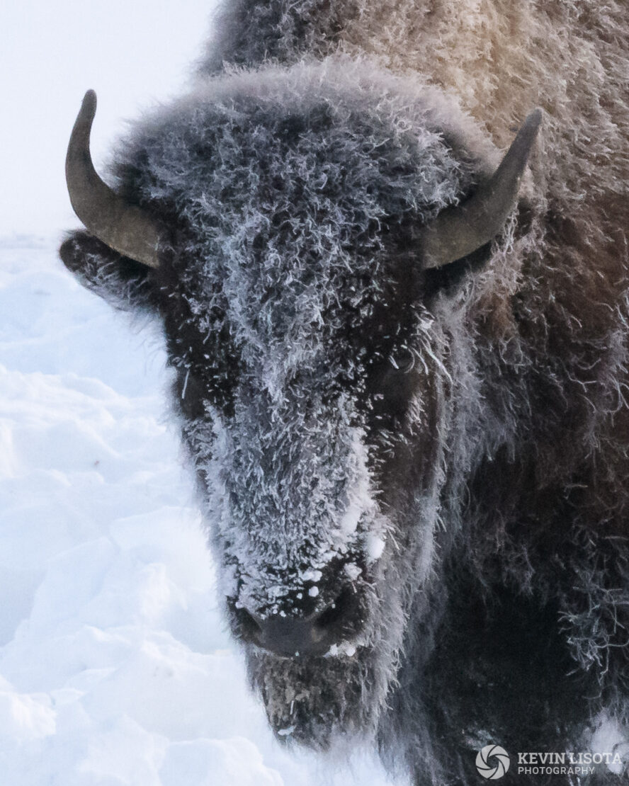 Bison covered in frost