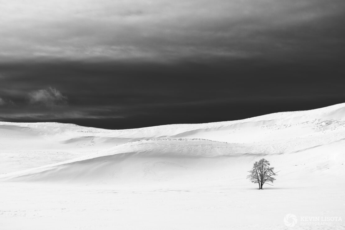 Lone tree amidst snow drifts in Yellowstone's Hayden Valley