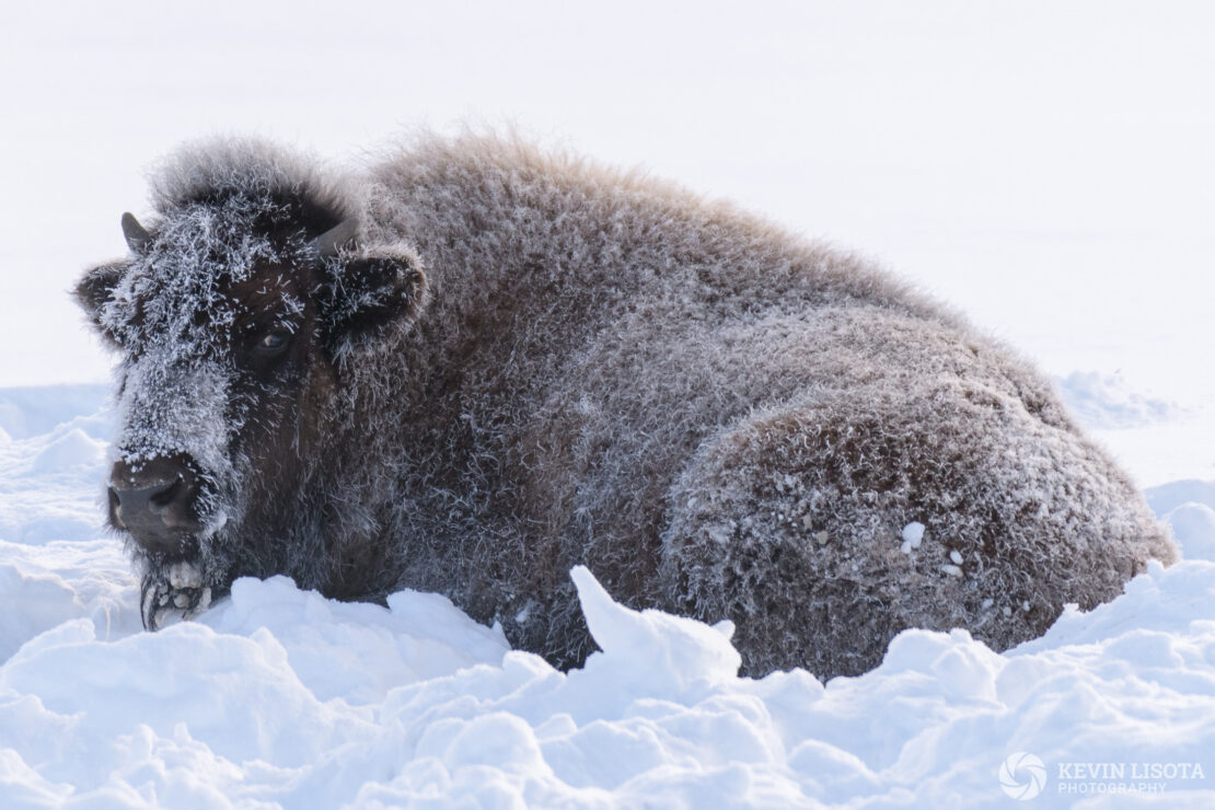 Bison covered in frost