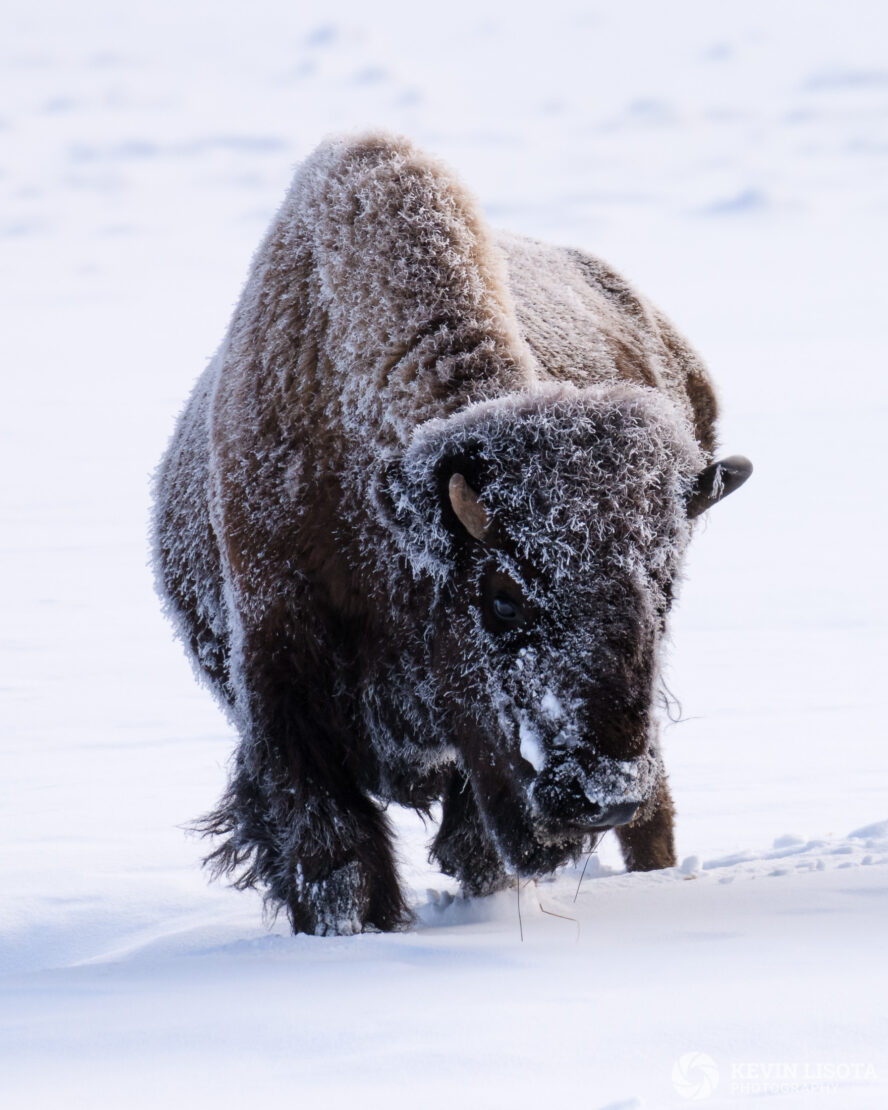 Bison covered in frost