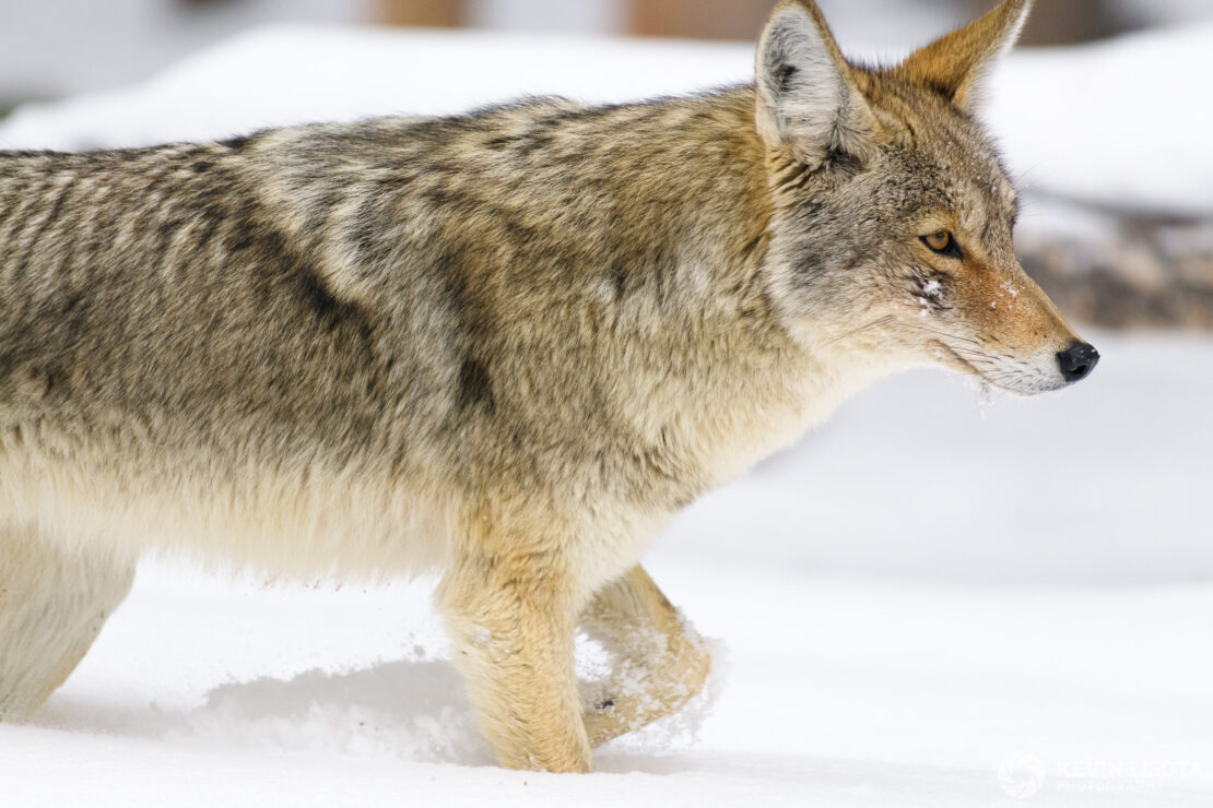 Coyote walking in snow near Yellowstone Lake