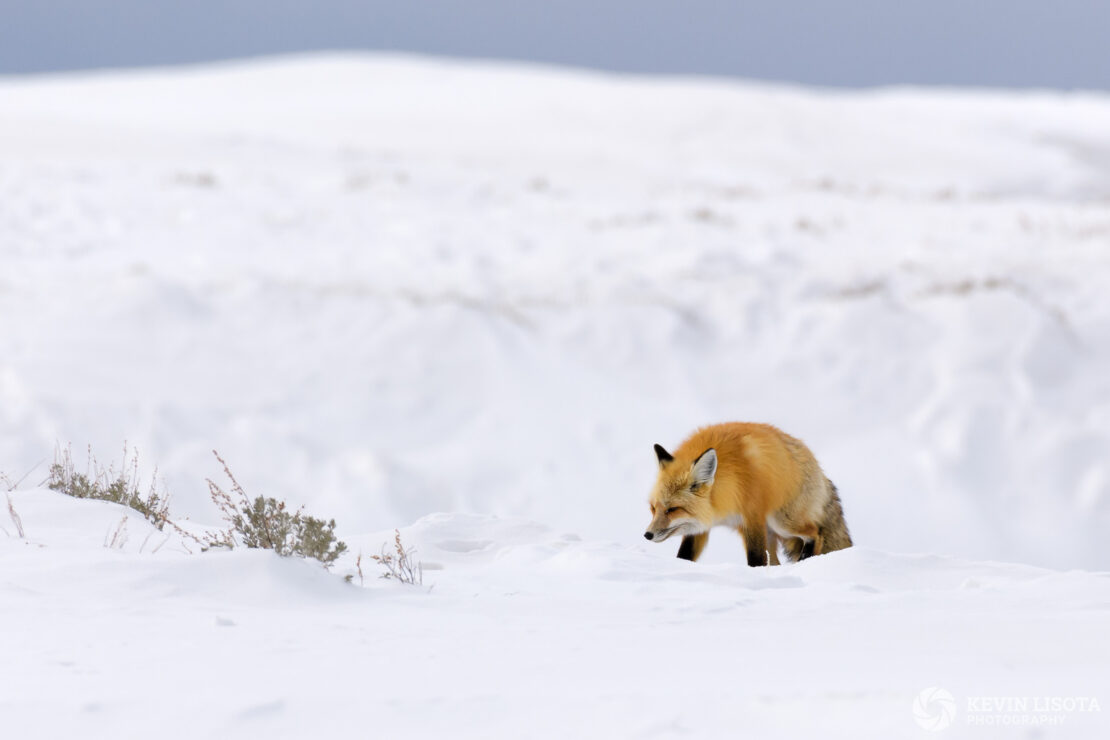 Red fox hunting in snow near Yellowstone River