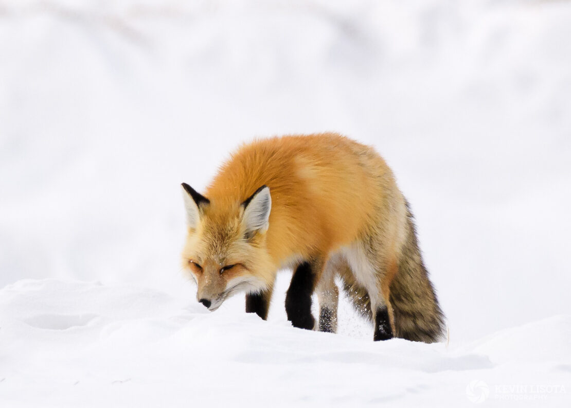 Red fox hunting in snow near Yellowstone River