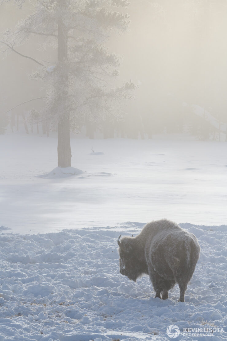 Frosty bison in the mist of Yellowstone's geysers