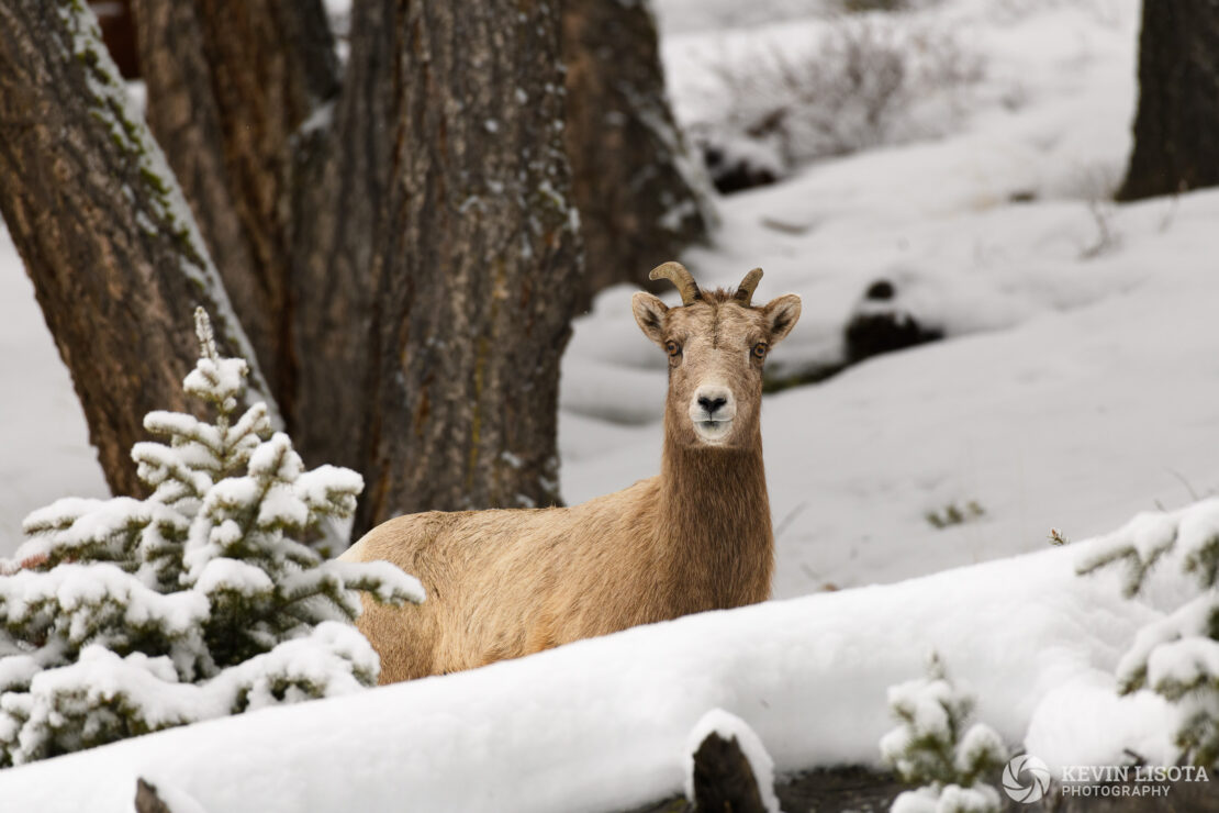 Bighorn sheep ewe in winter