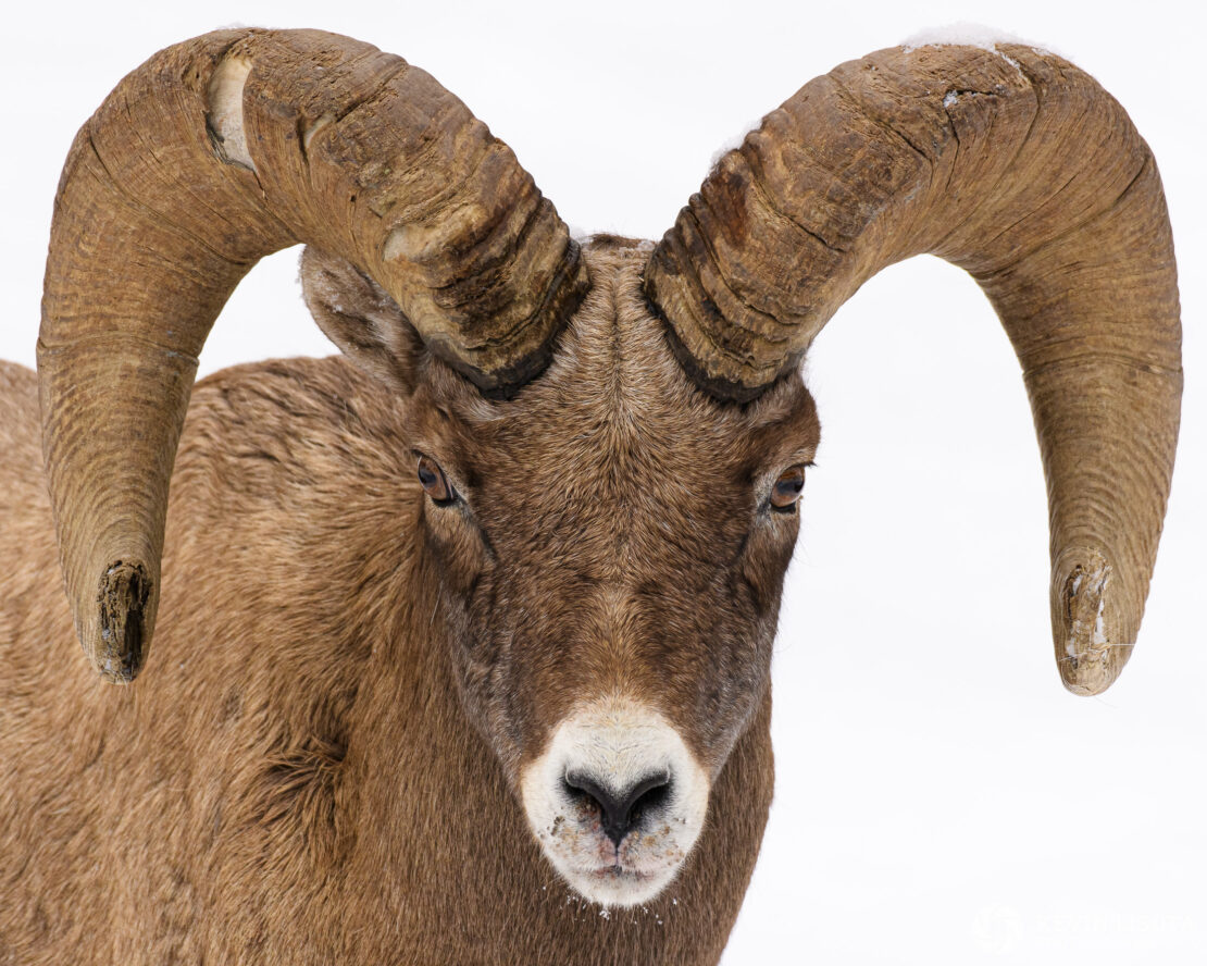 Bighorn sheep ram in winter