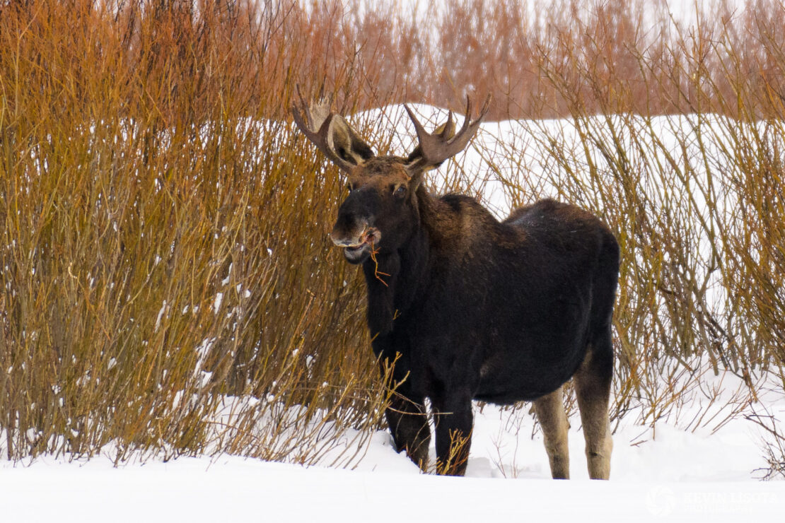 Bull moose feeding on willows in Yellowstone