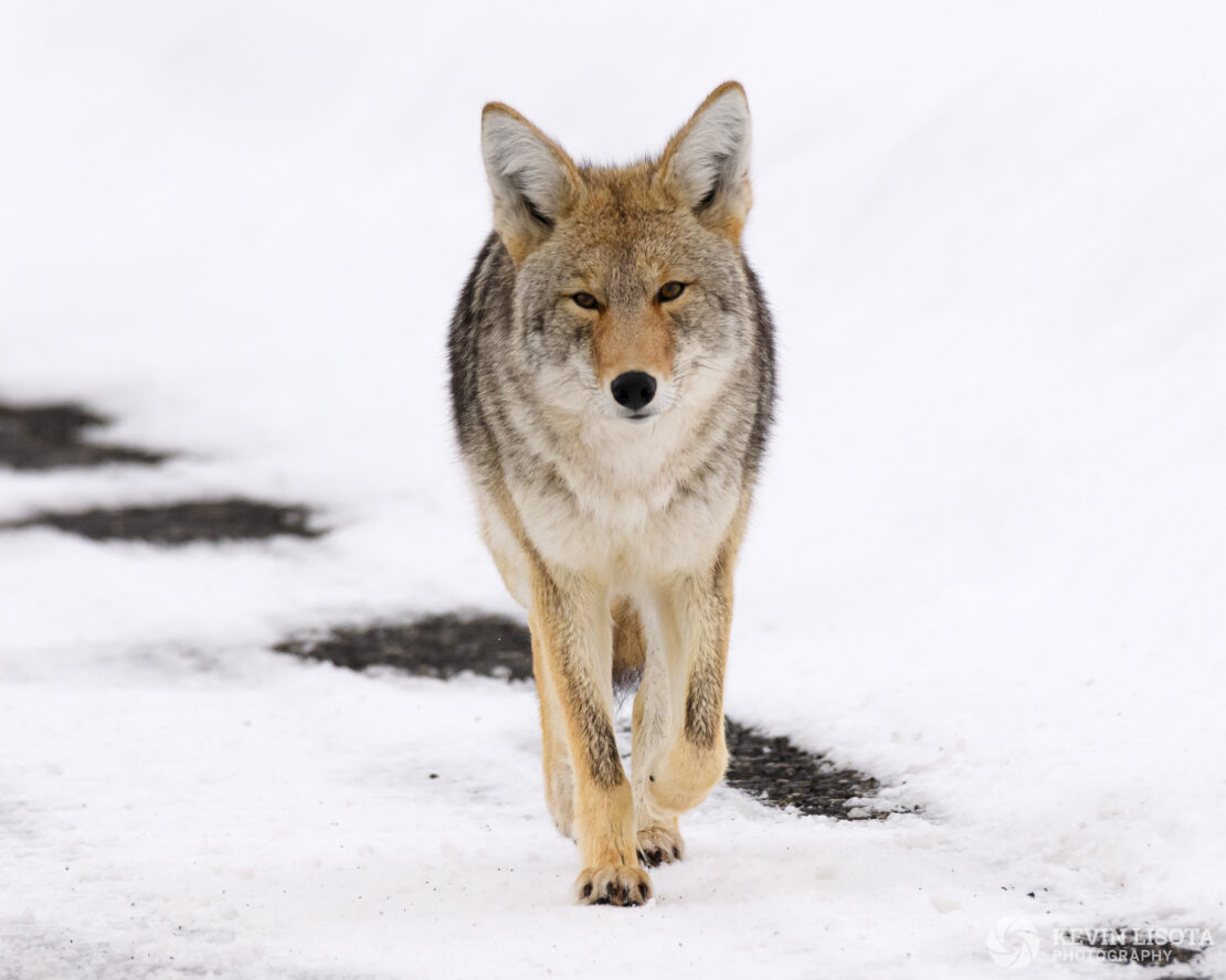 Coyote walking on snowy road in Yellowstone