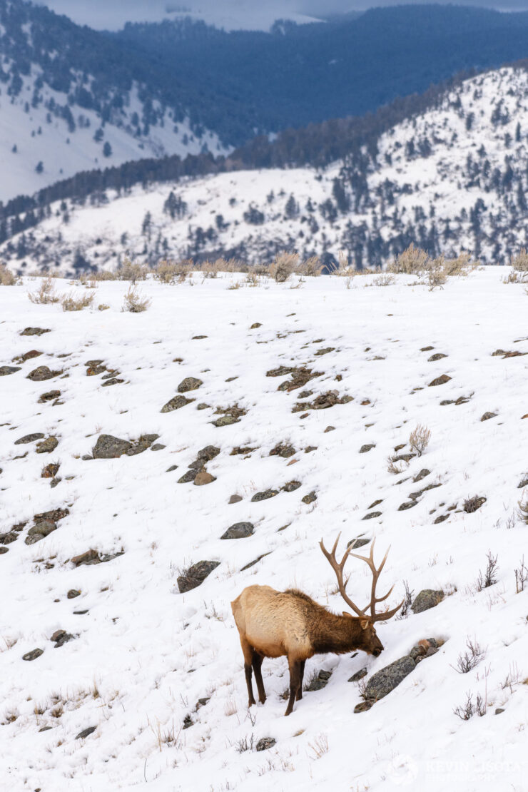 Bull elk feeding on grass in Yellowstone