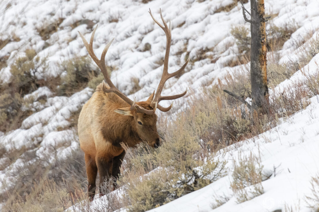 Bull elk feeding on grass in Yellowstone