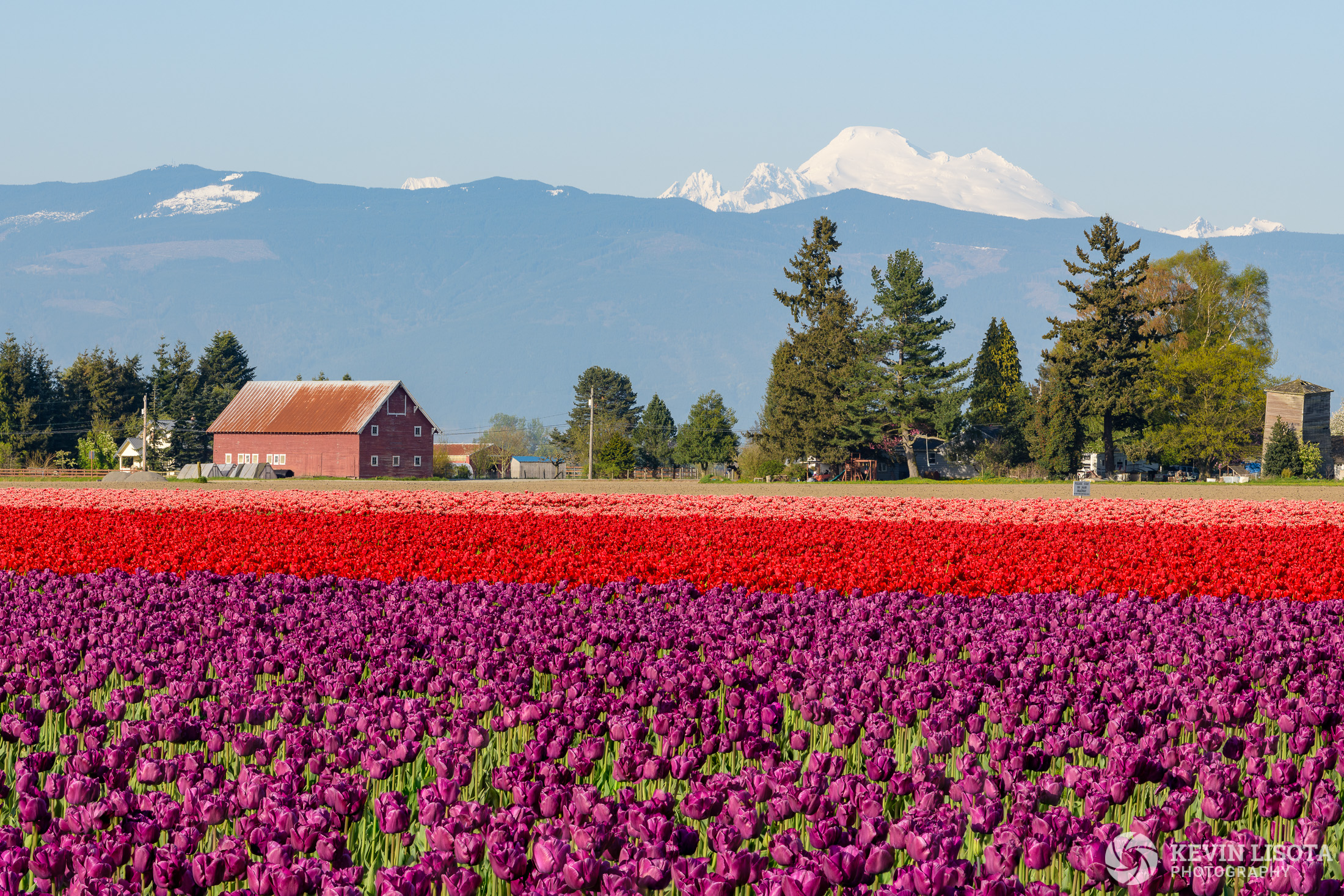 Skagit Valley Tulip Festival 2018