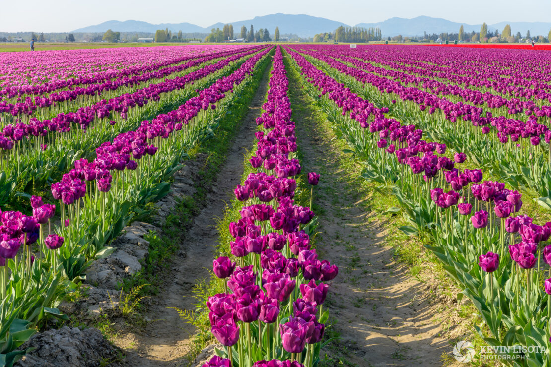 Skagit Valley Tulip Festival 2018