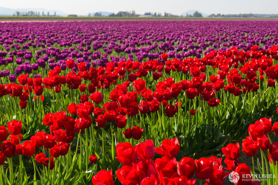 Skagit Valley Tulip Festival 2018