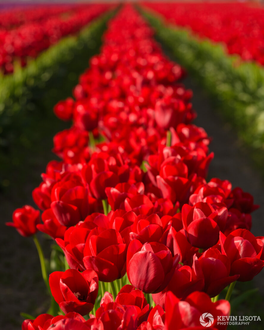 Skagit Valley Tulip Festival 2018