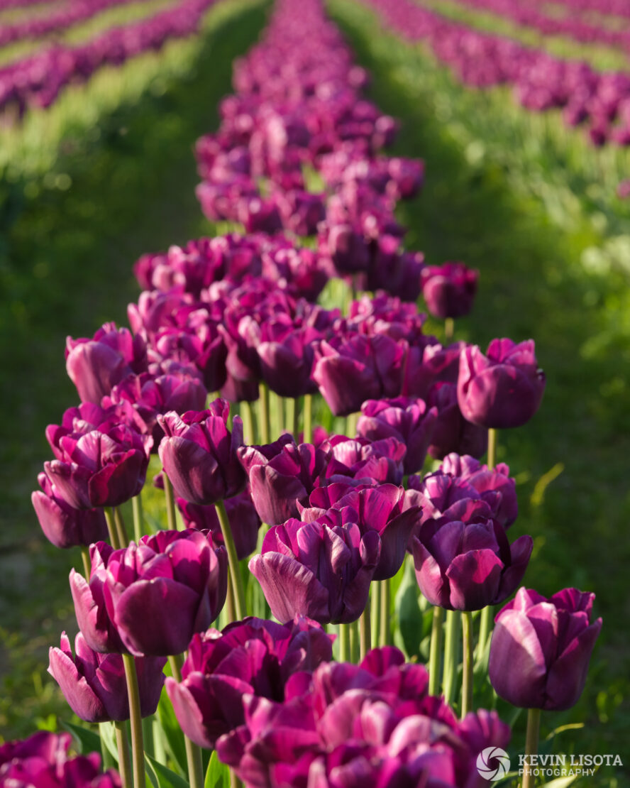 Skagit Valley Tulip Festival 2018