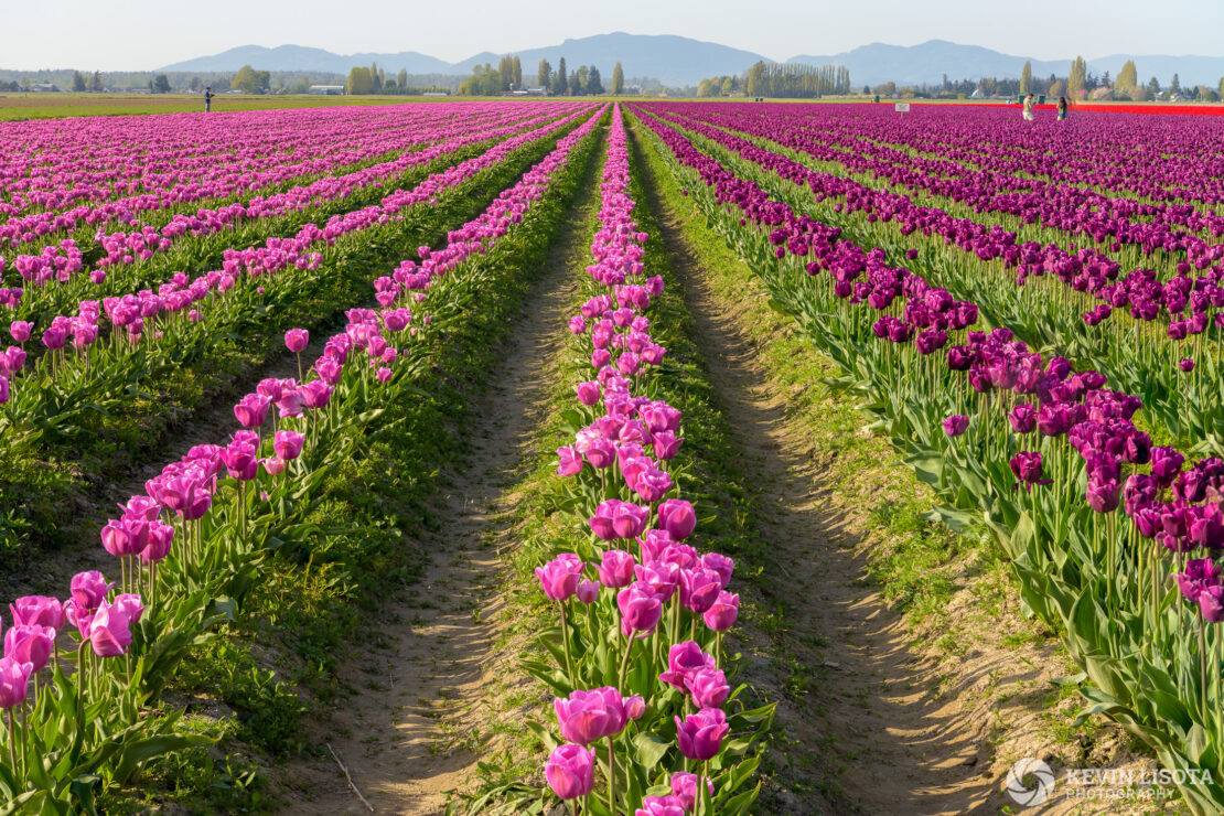 Skagit Valley Tulip Festival 2018