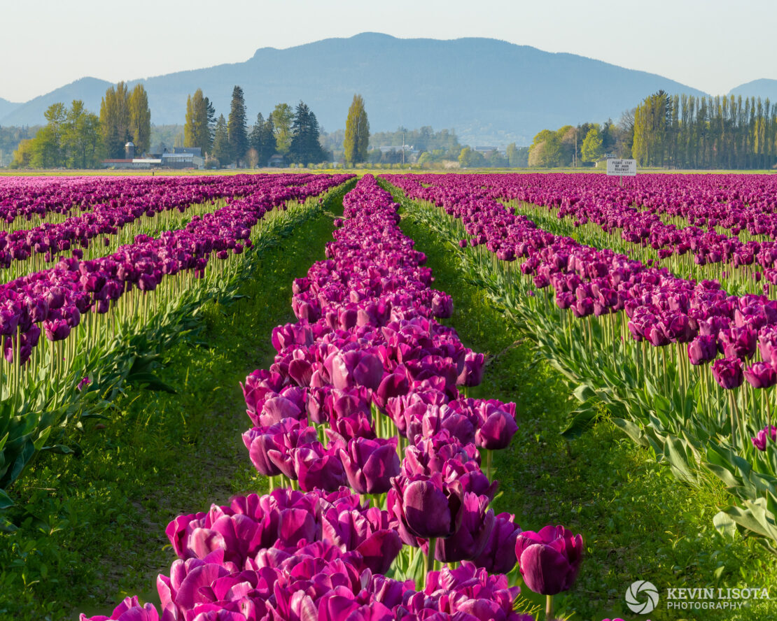 Skagit Valley Tulip Festival 2018